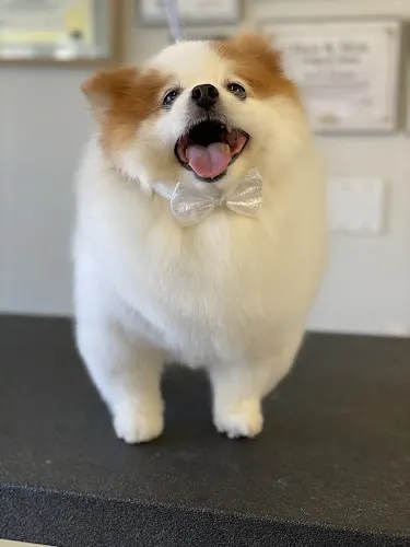 Scrub-A-Pup - Image 1