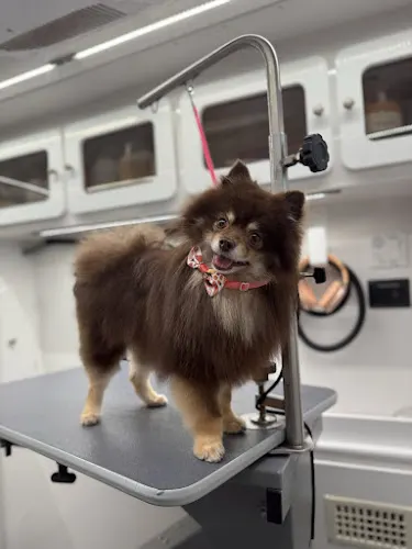 DapperTails Mobile Pet Grooming of Amityville - Image 1