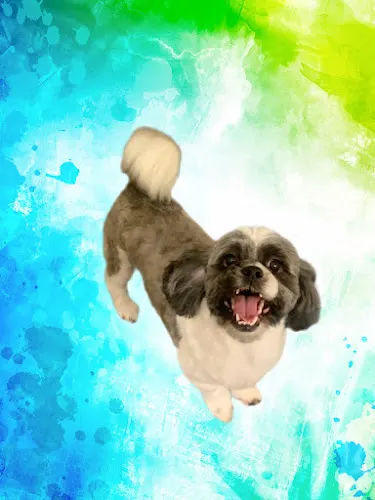 Hippie Hounds LLC - Image 1