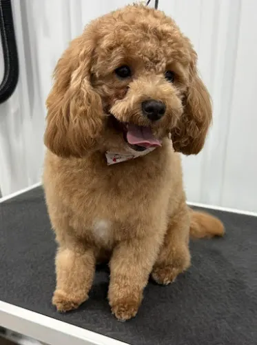Pawsitive Pet Grooming - Image 1