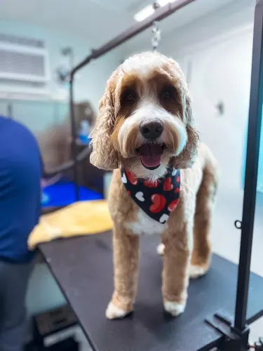 Divine K-9 Mobile Pet Grooming - Image 1