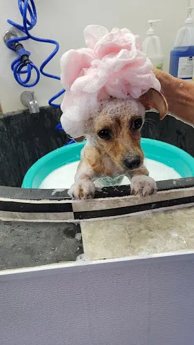 Christina'sGrooming &Pet Wellness Center - Image 1