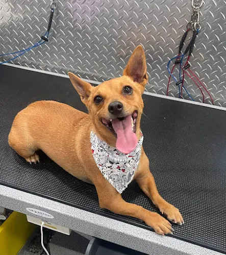 C&M Mobile Pet Grooming of Pembroke Pines - Image 1
