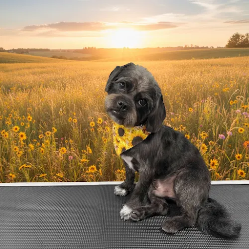 Centered Paws Grooming Spa in Stedman, NC