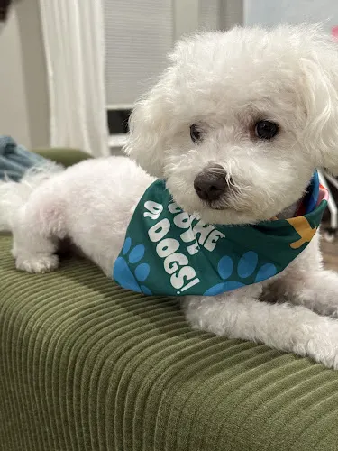 Salty Paws Pet Grooming (Not Mobile Groomer) - Image 1