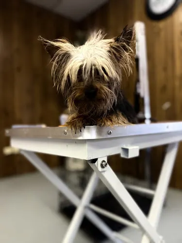 DoggyLand in Jonesville, SC