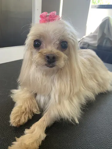 My Buddy Mobile Pet Salon - Image 1