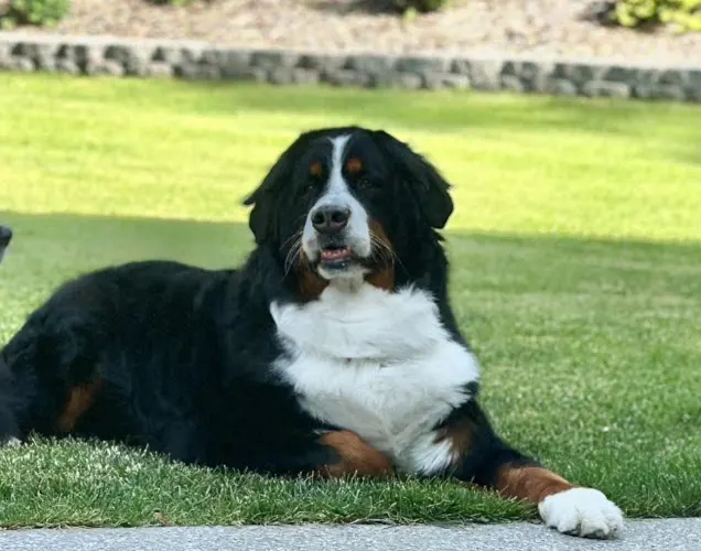 Blissful Bubbles Mobile Grooming LLC - Image 1