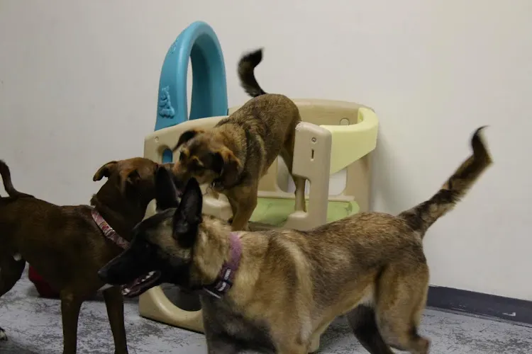 River City Bark and Park - Image 1