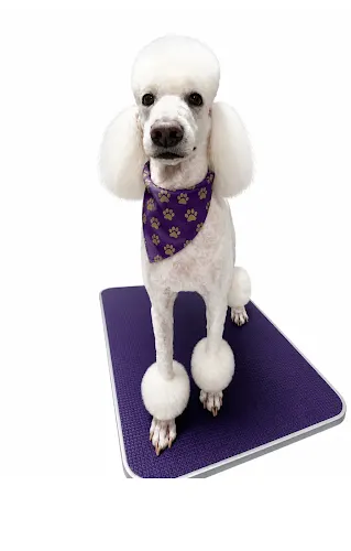 The Royal Treatment Pet Spa and Salon - Image 1