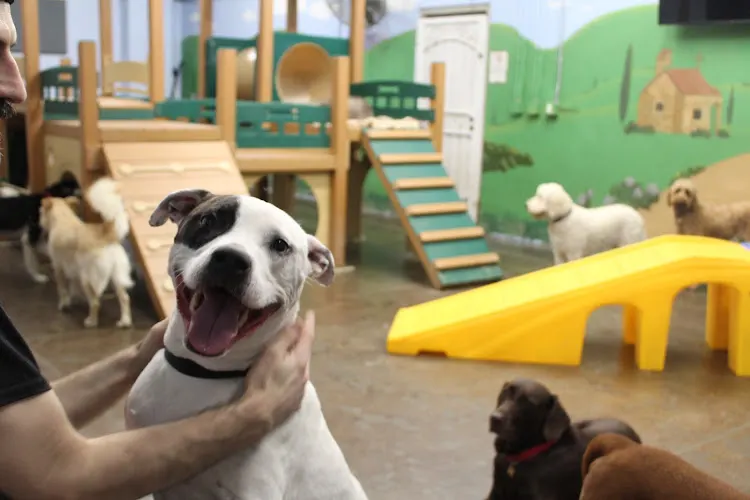 The Zuri Pet Spa - Image 1