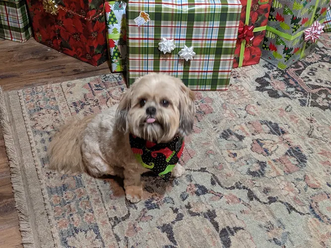 4 Pawz Grooming Spa and Boarding - Image 1