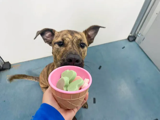 24 Hour Dog Daycare - Image 1