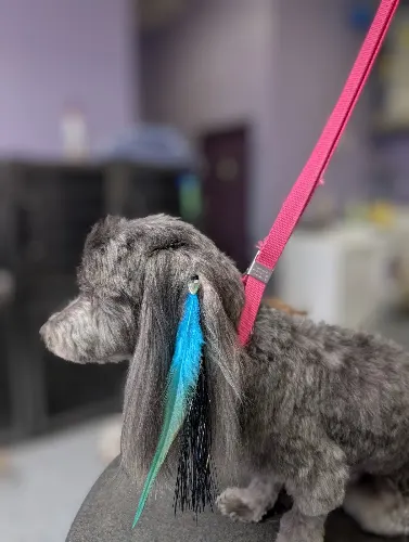 Zen Paw House Call Grooming - Image 1