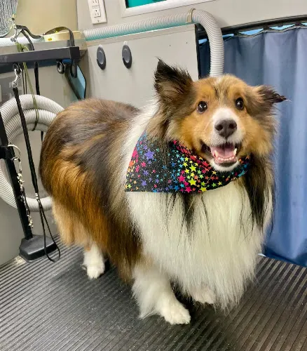 Chewookie Mobile Grooming Pet Salon LLC - Image 1