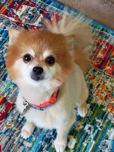 Lanz Pet Care Mobile Grooming and Pet sitter - Image 1