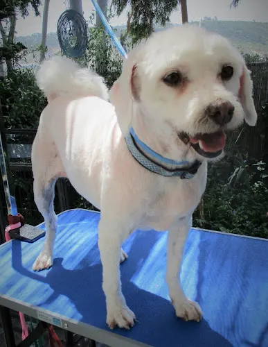Kim's Magic Touch Dog Grooming - Image 1