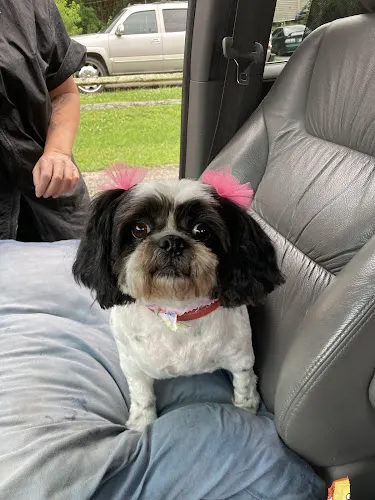 Something To Bark About Pet Grooming - Image 1
