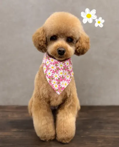 Amelia's Mobile Pet Salon - Image 1