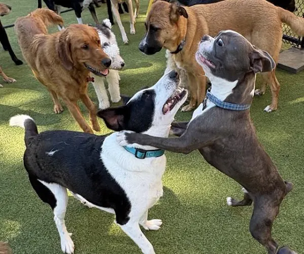 Playtime Pet Resort - Image 1