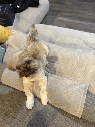 FuzzyButt Mobile Pet Grooming - Image 1
