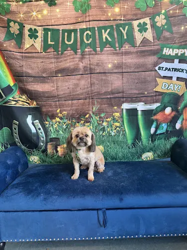 Kimberly’s Pampered Pets ( under new Owner) - Image 1