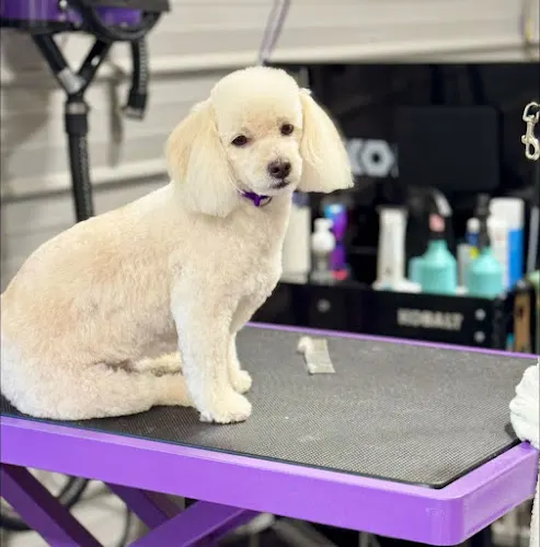 Groom Room Dog Spa - Image 1