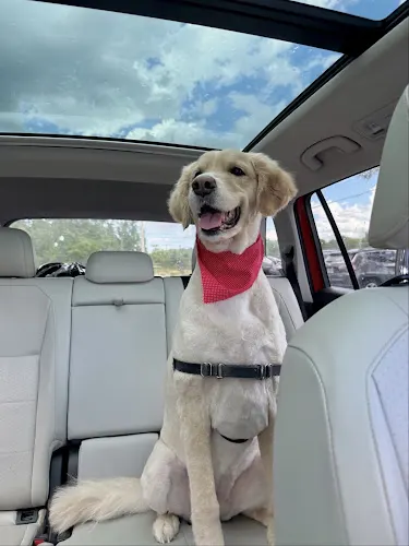 Ava's Dog Salon - Image 1