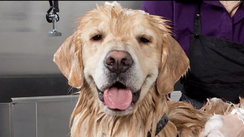 Graceful Grooming, Mobile Dog Spa - Image 1