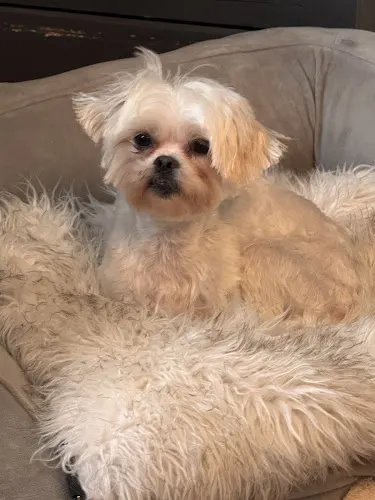 Shaggy-Doo Dog Grooming in Ravenna, OH