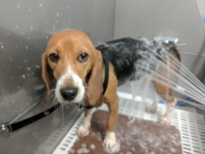 Snoop's Dog Salon in Randolph, NJ