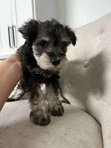 JTs Pet Spa - Image 1