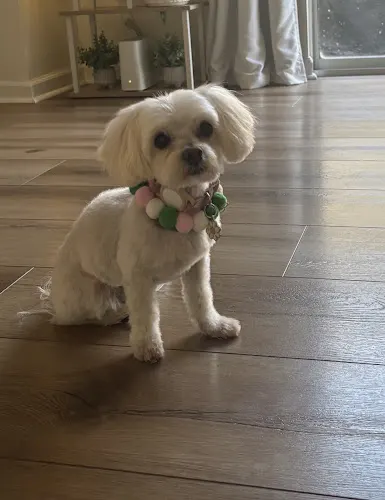 DapperTails Mobile Pet Grooming of Nashville - Image 1