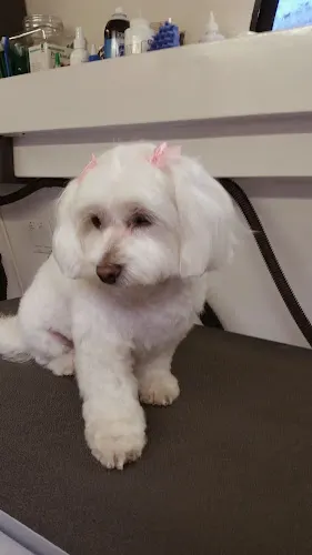 Loving Bond Mobile Pet Grooming - Image 1