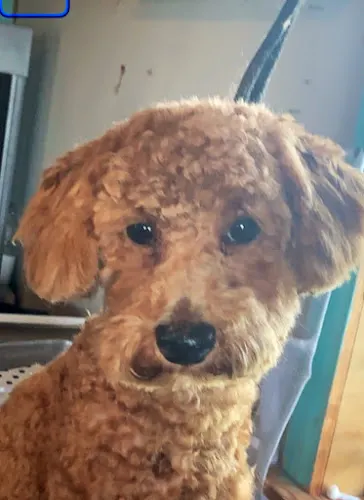 Robinson's dog grooming - Image 1