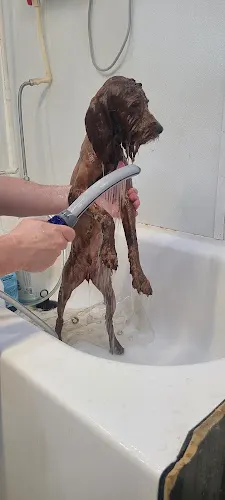 Jessica's Dog Grooming - Image 1