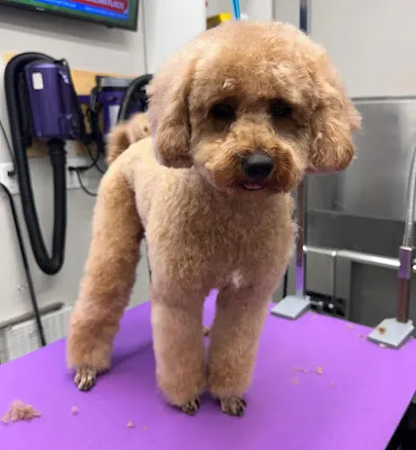 Red Desert Pet Grooming - Image 1