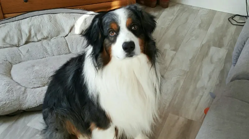 Best Mobile Dog Grooming - Image 1