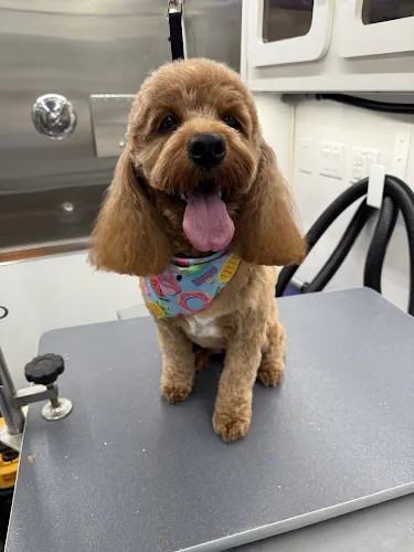 The Happy Canine Mobile Dog Spa - Image 1