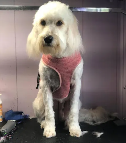 Groomer Has It - Image 1