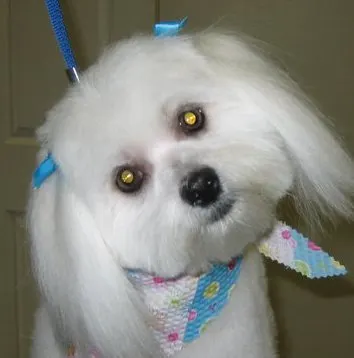 Bark-N-Bubbles in North Richland Hills, TX