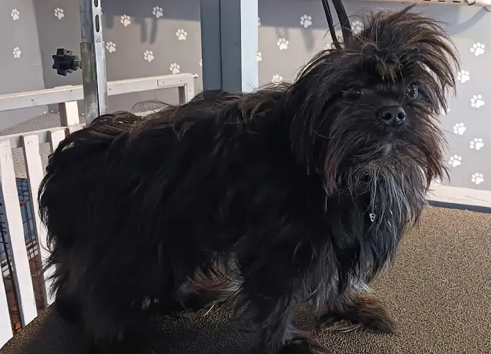 Majestic Pet Grooming Salon - Image 1