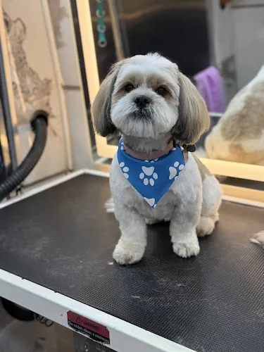 Pet empire Mobile Pet Grooming llc - Image 1