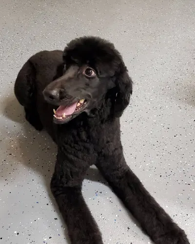 Grooming Woof Love in Leander, TX
