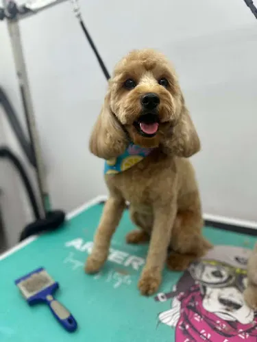 backstage pet grooming mobile - Image 1