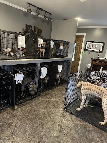 Canine Design Salon, Spa and Resort - Image 1