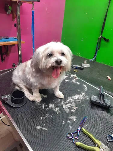 Karen's Grooming & Pet Wash - Image 1
