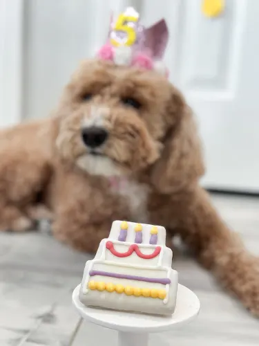 Woof Gang Bakery & Grooming Fulshear - Image 1