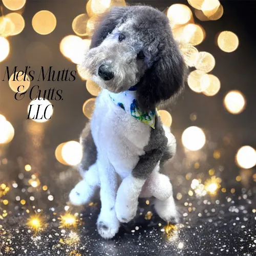 Mel’s Mutts and Cutts LLC Plus PEMF - Image 1
