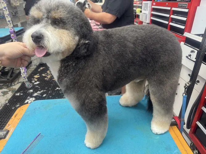 All Fur Love Grooming LLC - Image 1